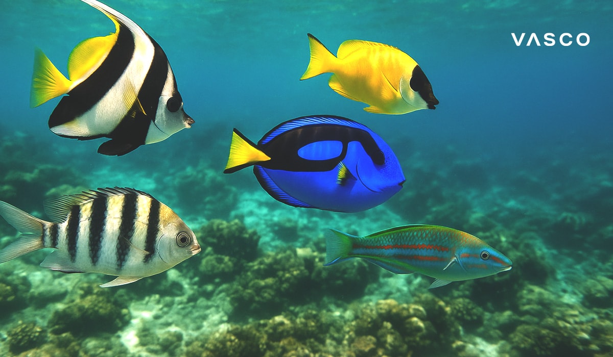 Barevné tropické ryby, včetně bodolce pestrého a maurského idola, plavající v čistém oceánu nad korálovým útesem.