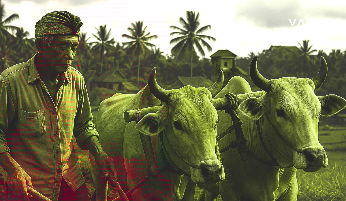 Místní balijský farmář pracující na rýžovém poli se dvěma voly, který pracuje tradiční, původní metodou.